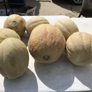 Cantaloupe