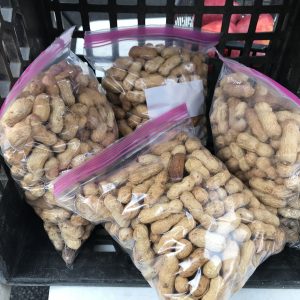 Roasted Peanuts